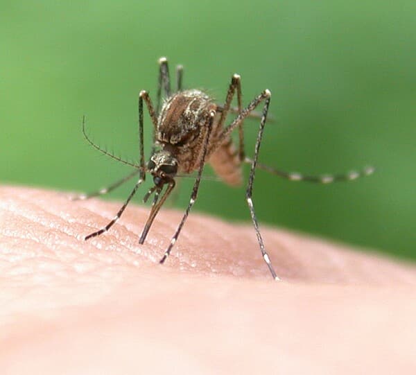 Drasztikusan csökkentette a dengue-lázas esetek számát a vírust terjesztő szúnyogok megfertőzése