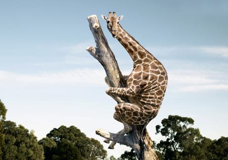 Megfejtették a zsiráf hosszú nyakának genetikai titkát