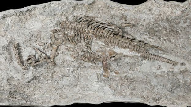 Egy 201 millió éves hüllő leleteire bukkantak