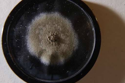 Majdnem 12 ezer fontért kelt el a penészminta, melyből a penicillint felfedezték