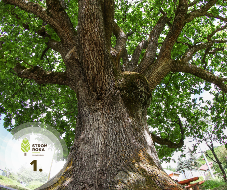A "Kis-Pesti" tölgy lett az Év fája Szlovákiában - VIDEÓ