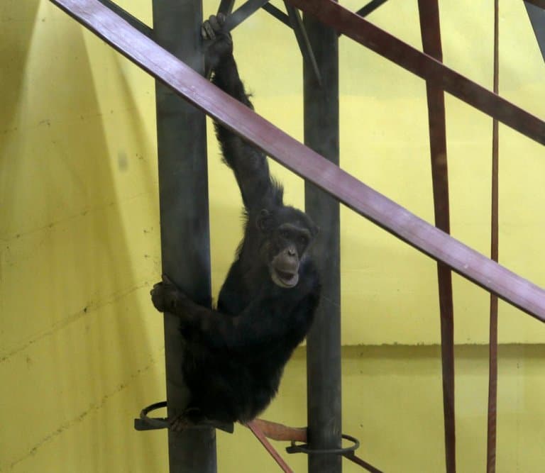 Tíz évi külföldi gyógykezelés után visszatért Szkopjéba a depressziós csimpánz