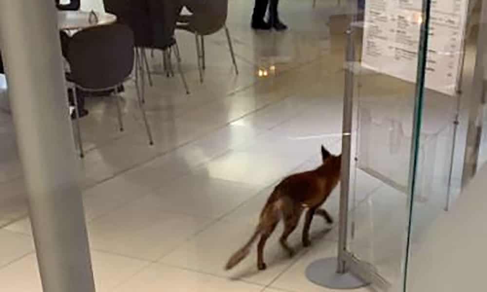 Beszökött egy róka a brit parlamentbe, egy kupac ürüléket is hátrahagyott