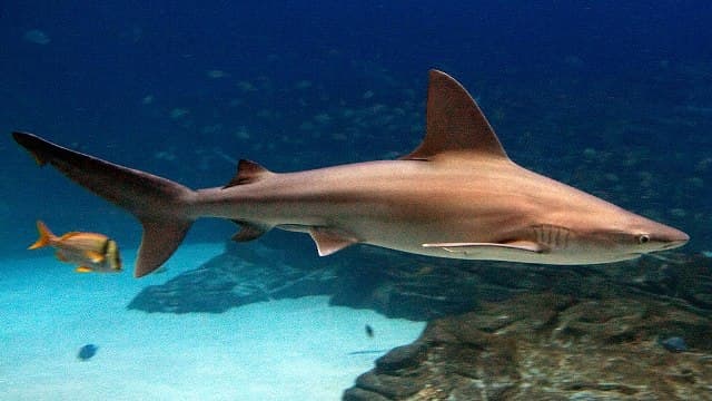 Hemzsegnek a cápák az izraeli partok közelében