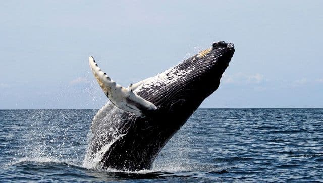 Sikerült megmenteni egy partra sodort púpos bálnát (FOTÓ)