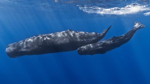 Két strandpapucsot és 115 műanyag poharat vettek ki egy elpusztult bálna gyomrából