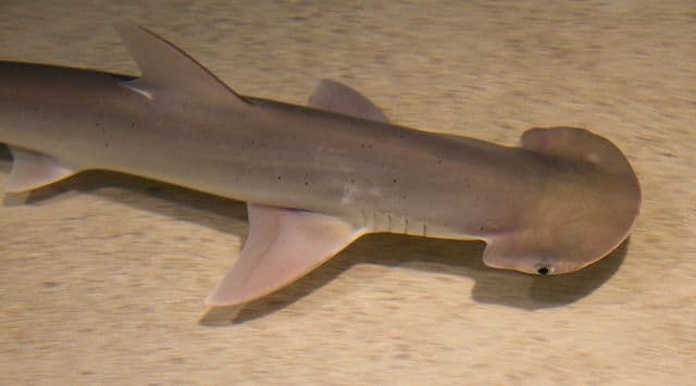 Mindenevő cápafajt azonosítottak a tudósok