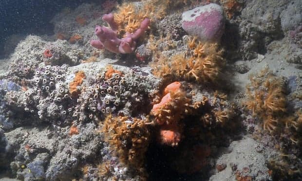Különleges korallzátonyt fedeztek fel Olaszország partjainál