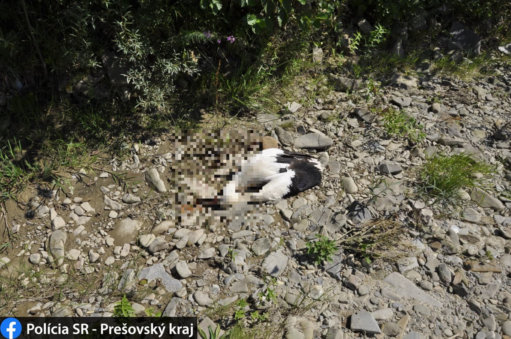KEGYETLEN: Egy elvetemült halálra kövezett egy gólyát (FOTÓK)