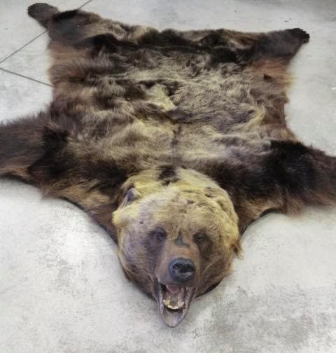 Meglepetés a vámhivatalban: szőnyeg helyett nyúzott medve bundája került elő egy csomagból