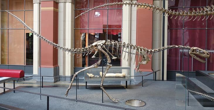 Fogatlan dinoszaurusz fosszíliáját azonosították Ausztráliában