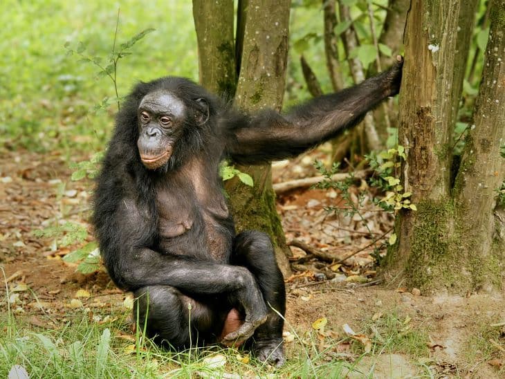 Elpusztult Margrit, a frankfurti állatkert legendás bonobója, aki vélhetőleg az emberszabású majmok jelenleg élő populációjának legidősebb tagja volt