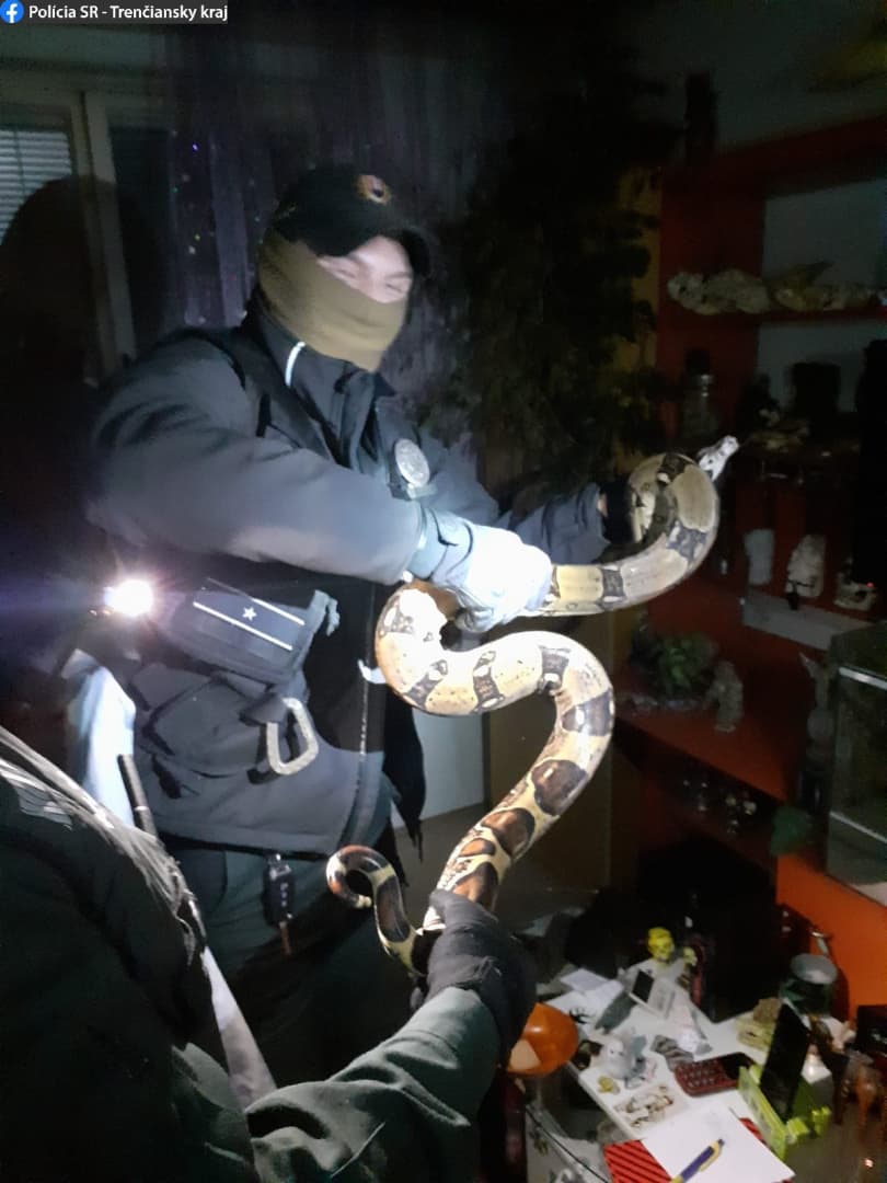 Két és fél méteres kígyót fogtak be a rendőrök egy lakásban