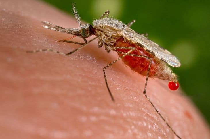 Új maláriamoszkitók terjedtek el Afrika városaiban