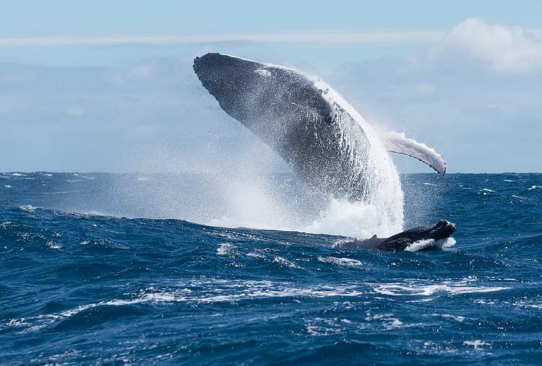 Harminc év után ismét kereskedelmi célú vadászatra indultak a japán bálnavadászok