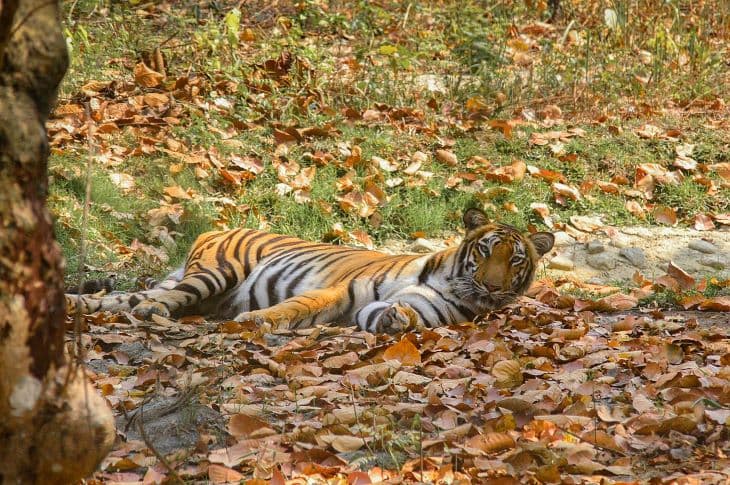 Először láttak bengáli tigrist 3165 méter magasan Nepálban