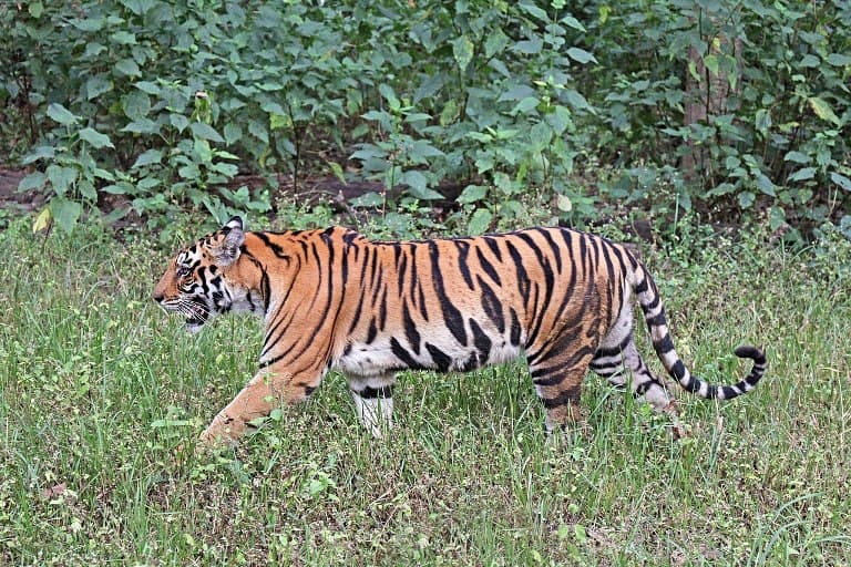 Több mint kétszeresére nőtt a tigrisek száma Indiában másfél évtized alatt