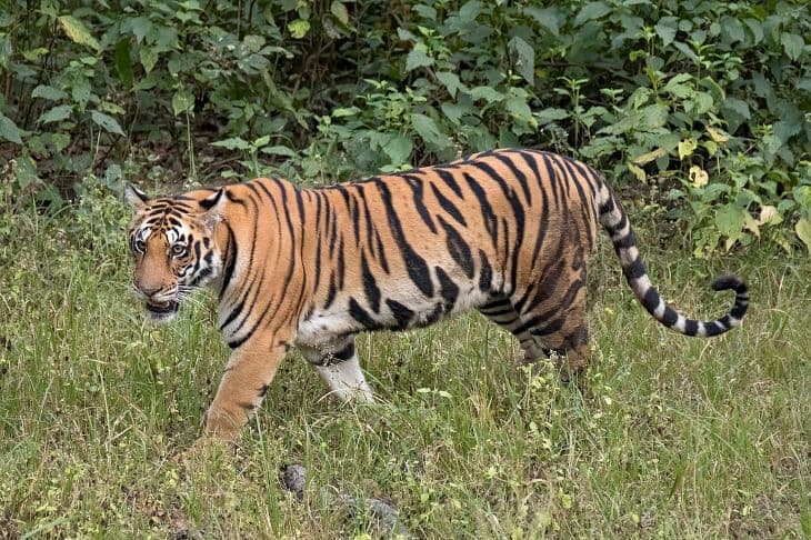 Rács mögé került a három ember halálát okozó tigris Indiában