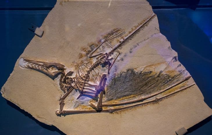 Megkövesedett tojásában kuporgó bébidinoszaurusz csontvázára bukkantak