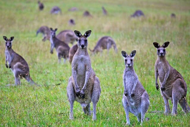 Szándékosan elgázoltak 17 kengurut