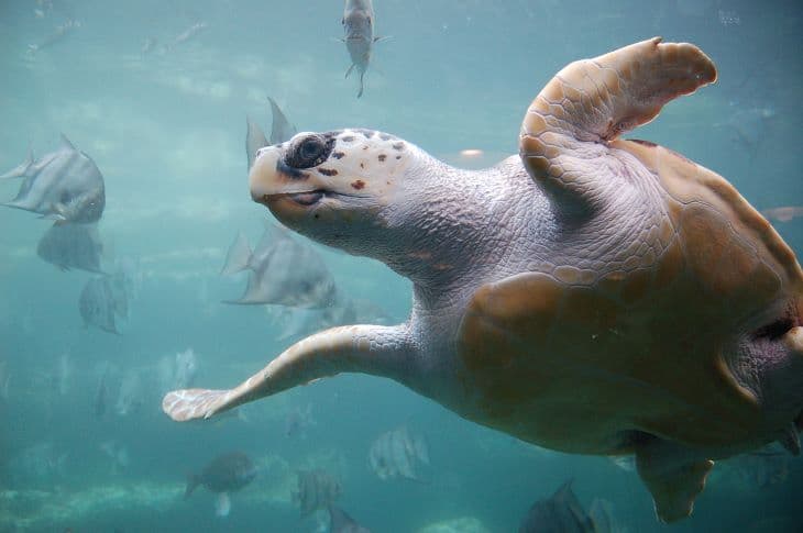 Összekeverik a műanyag és a táplálék szagát a teknősök - ezért érdekli őket annyira a műanyag a tengerben