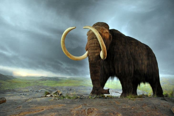 Jó állapotban megmaradt mamutcsontvázat találtak egy szibériai tóban