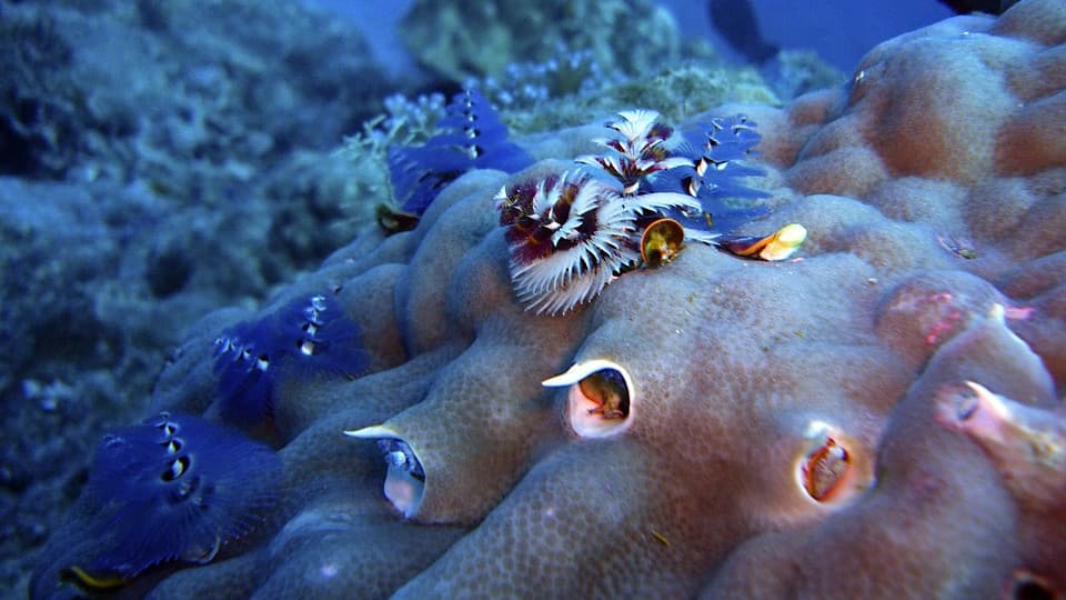 Az összes szervét regenerálni képes tengeri állatot azonosítottak kutatók