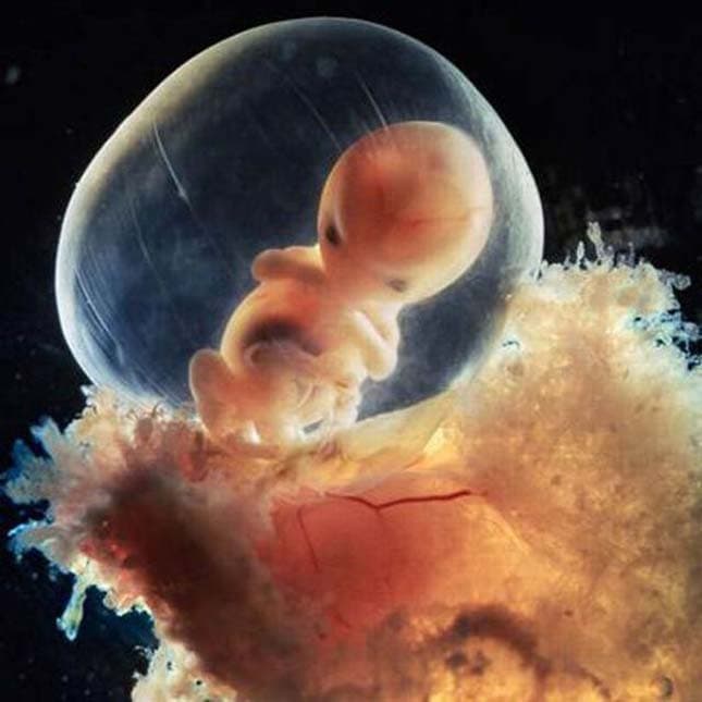 Petesejt nélkül hoztak létre embriót