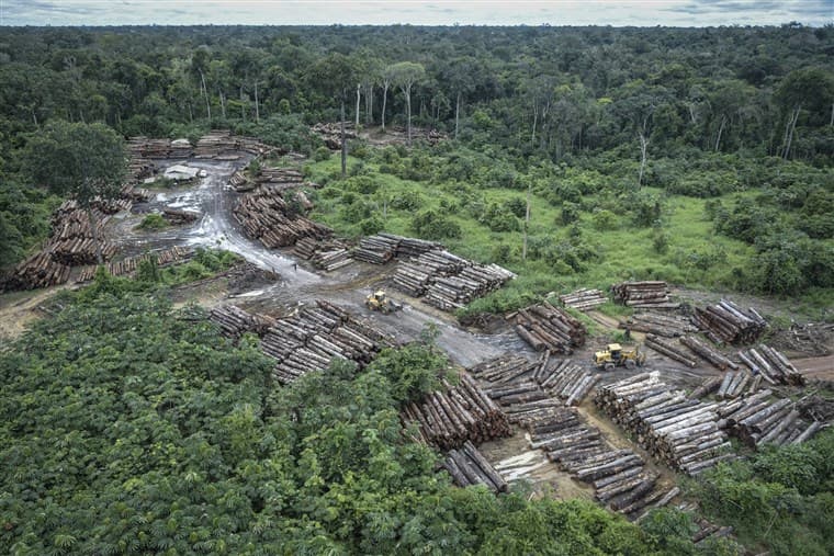 Tudósok százai sürgetik az EU-t, hogy gyakoroljon nyomást Brazíliára az erdőirtás miatt