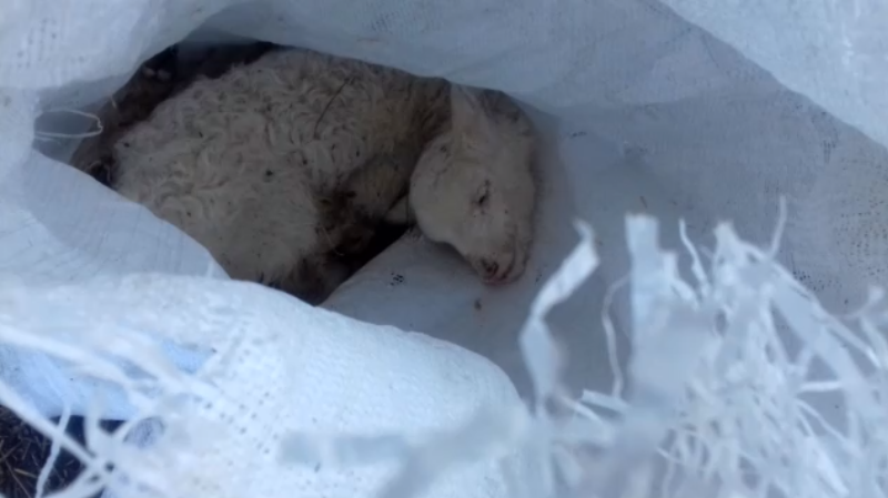 BORZALOM: Bárányokat dobtak ki zsákokban a falu végén