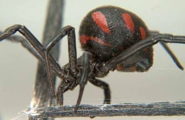 Az aktus túlélése érdekében kifejletlen nőstényekkel párosodnak két pókfaj hímjei