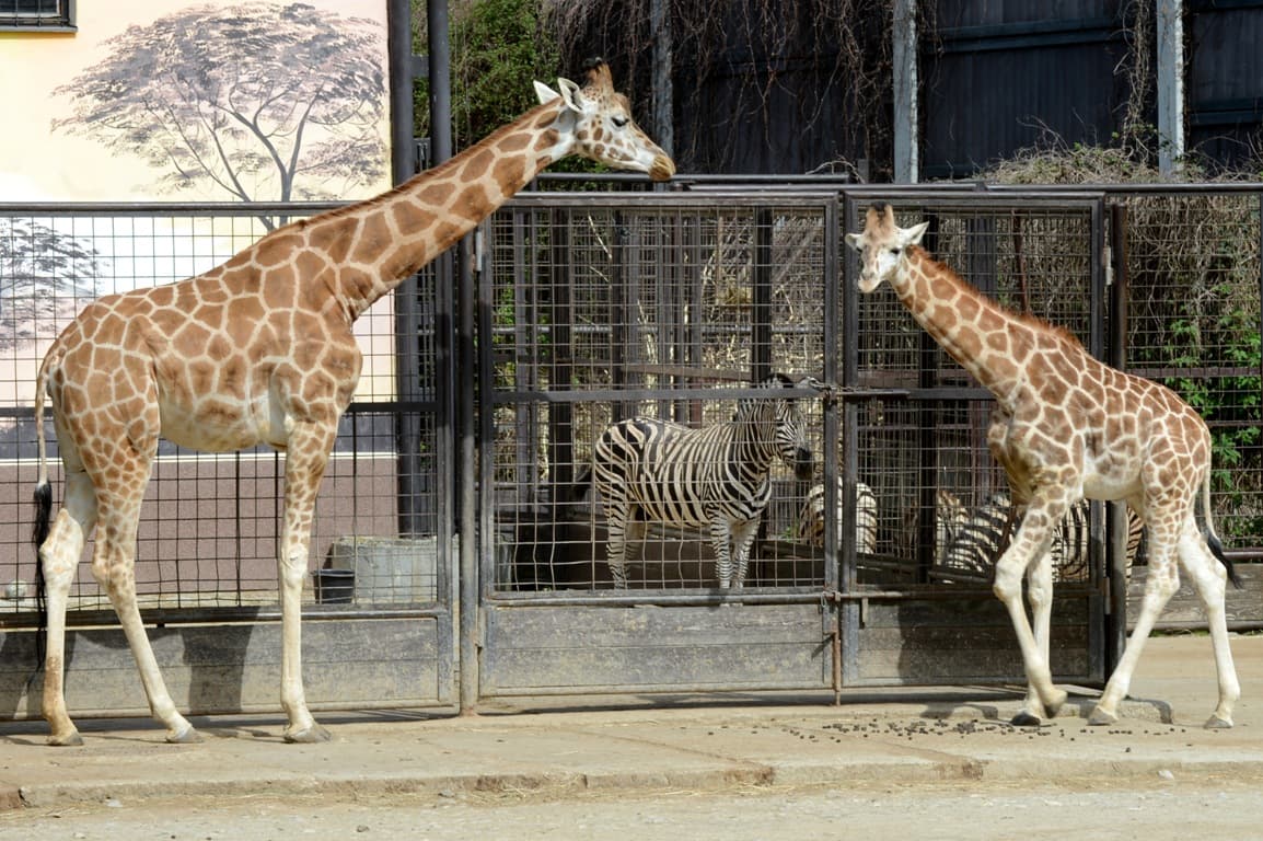 Különleges zsiráfbébi született, valószínűleg nincs még egy ilyen a világon! (FOTÓ)