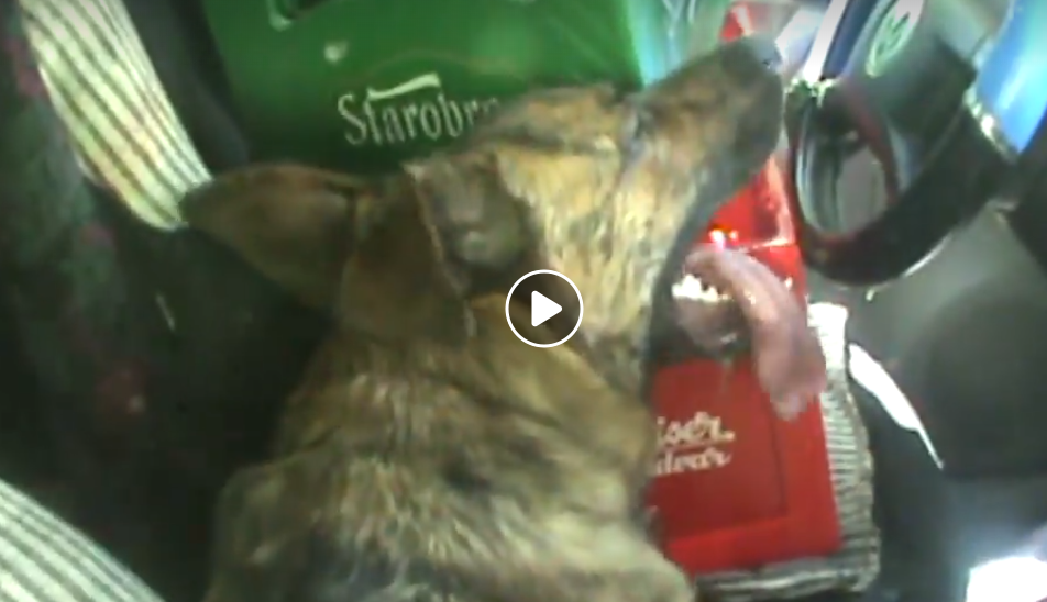 Kutyákat szabadítottak ki a rendőrök a felforrósodott autóból (Videó)