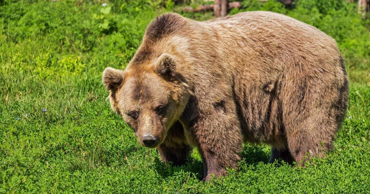 Két hónapja minden éjszaka visszajár – méhkaptárokat rombol és háziállatokat gyilkol egy medve a községben