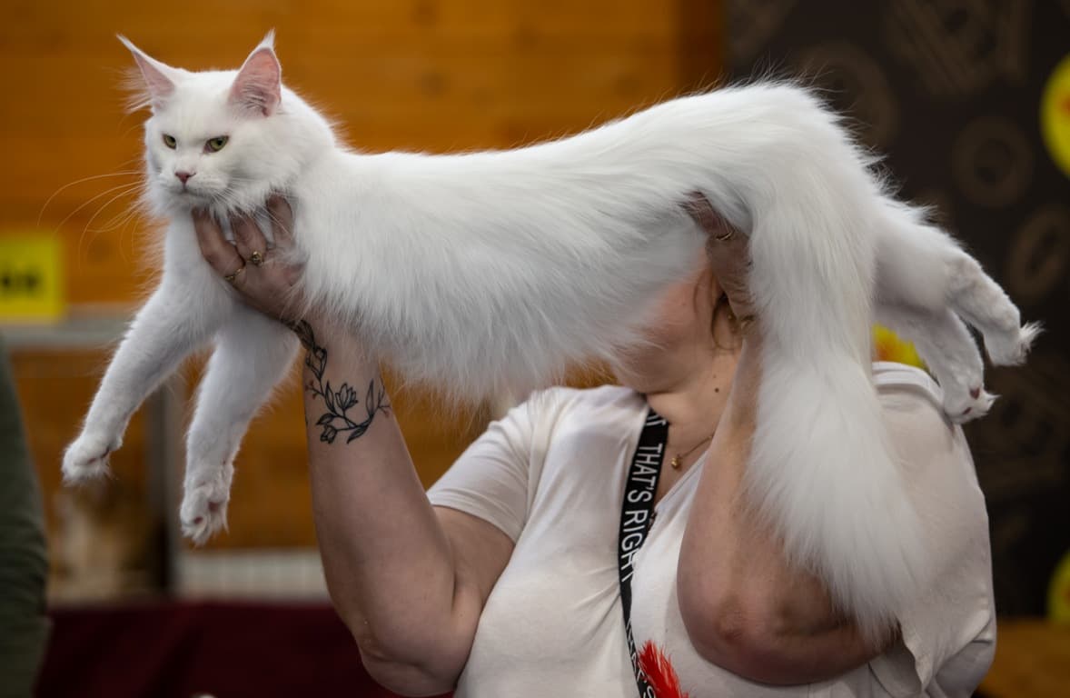 FOTÓK: Közép-Európa legszebb macskái gyűltek össze Zsolnán, ritkán látott fajtákból sem volt hiány