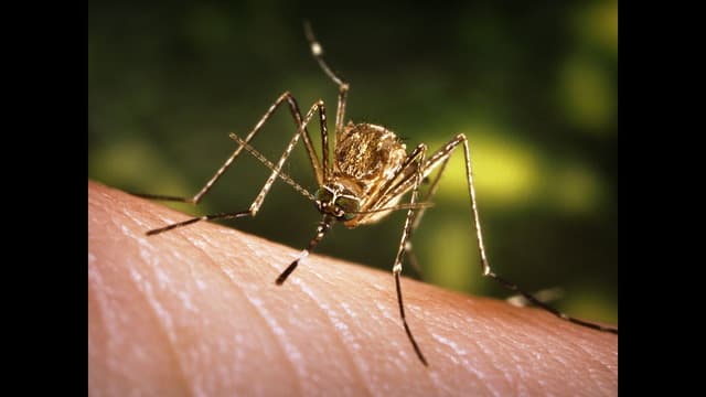 Még több szúnyogot hoz magával a klímaváltozás