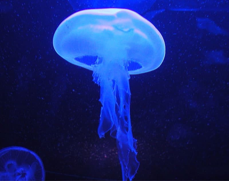 Több tonna medúzát hamisítottak