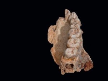 Egy 85 ezer éves csontkövület a modern ember korai elvándorlását bizonyítja