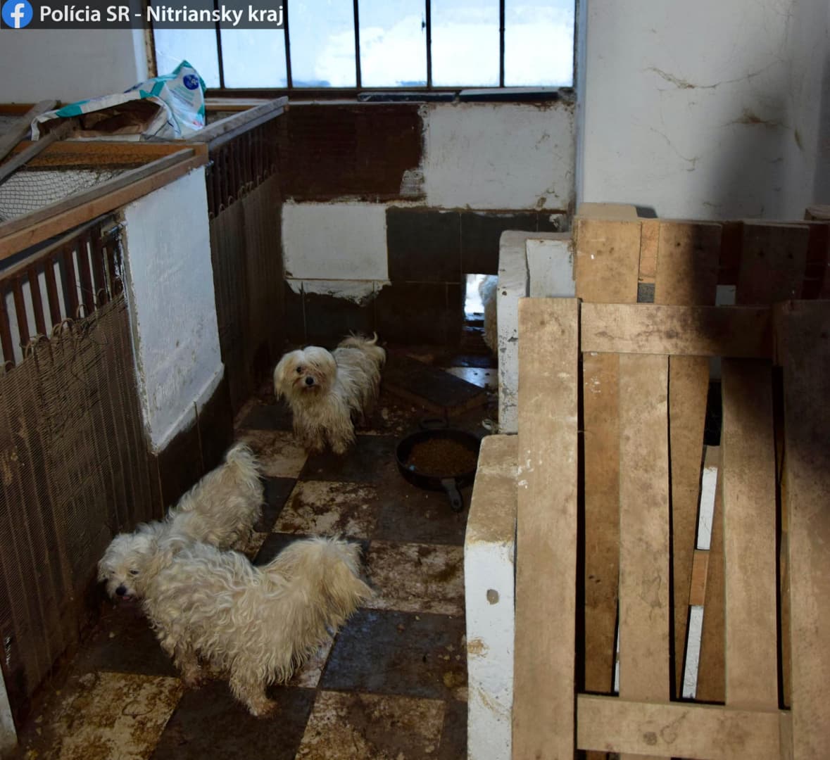 Illegális kutyatenyészetet számoltak fel a Komáromi járásban, borzalmas körülmények között tartották a négylábúakat (FOTÓK)