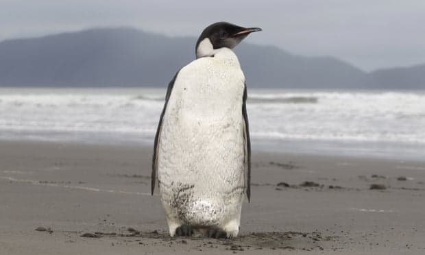Eddig ismeretlen fajt azonosítottak egy óriáspingvin maradványaiban
