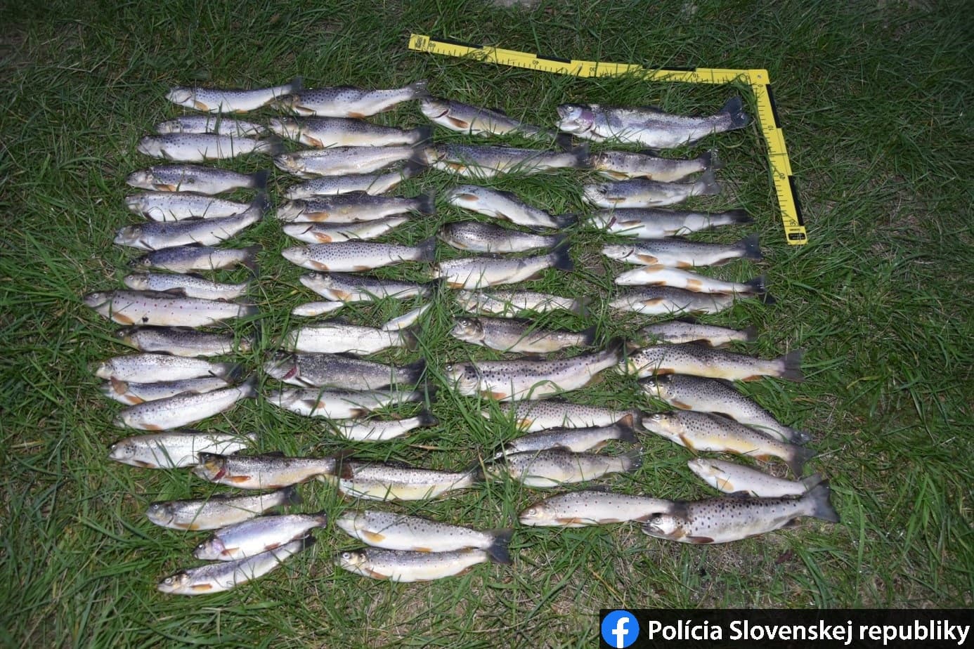 Mérgező anyagot engedtek a tóba - rengeteg hal pusztult el