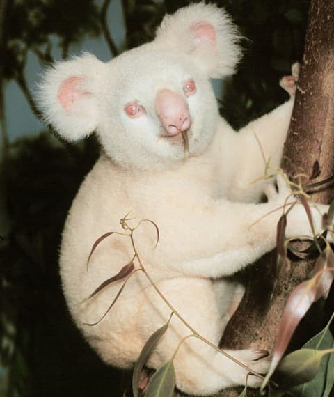 Fehér, de nem albínó koala született Ausztráliában