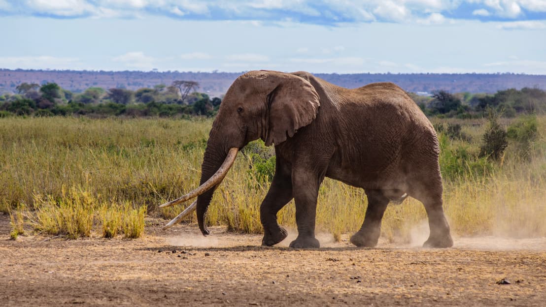 Elpusztult Nagy Tim, az utolsó óriásagyarú afrikai elefántok egyike