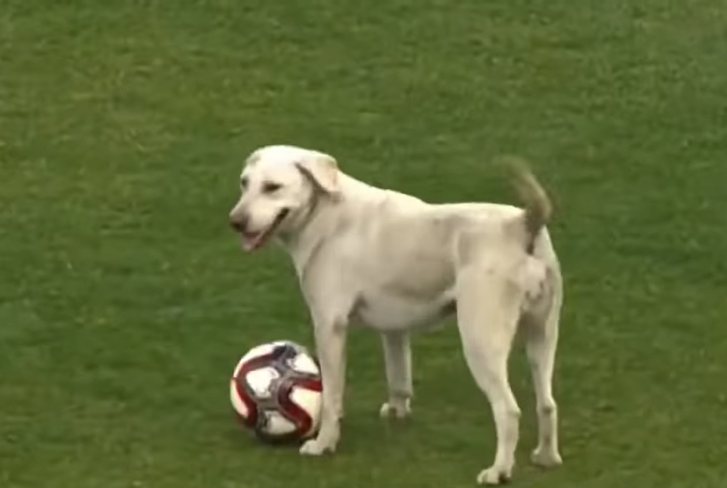 Olyan lelkesedéssel vetette bele magát a játékba ez a kutyus, hogy néhány focista megirigyelhetné (VIDEÓ)