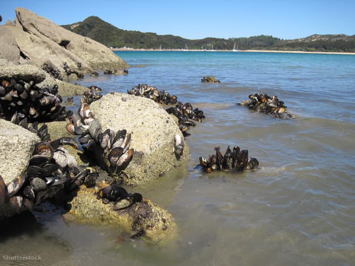 Élve megfőtt félmillió kagyló Új-Zéland partjainál!
