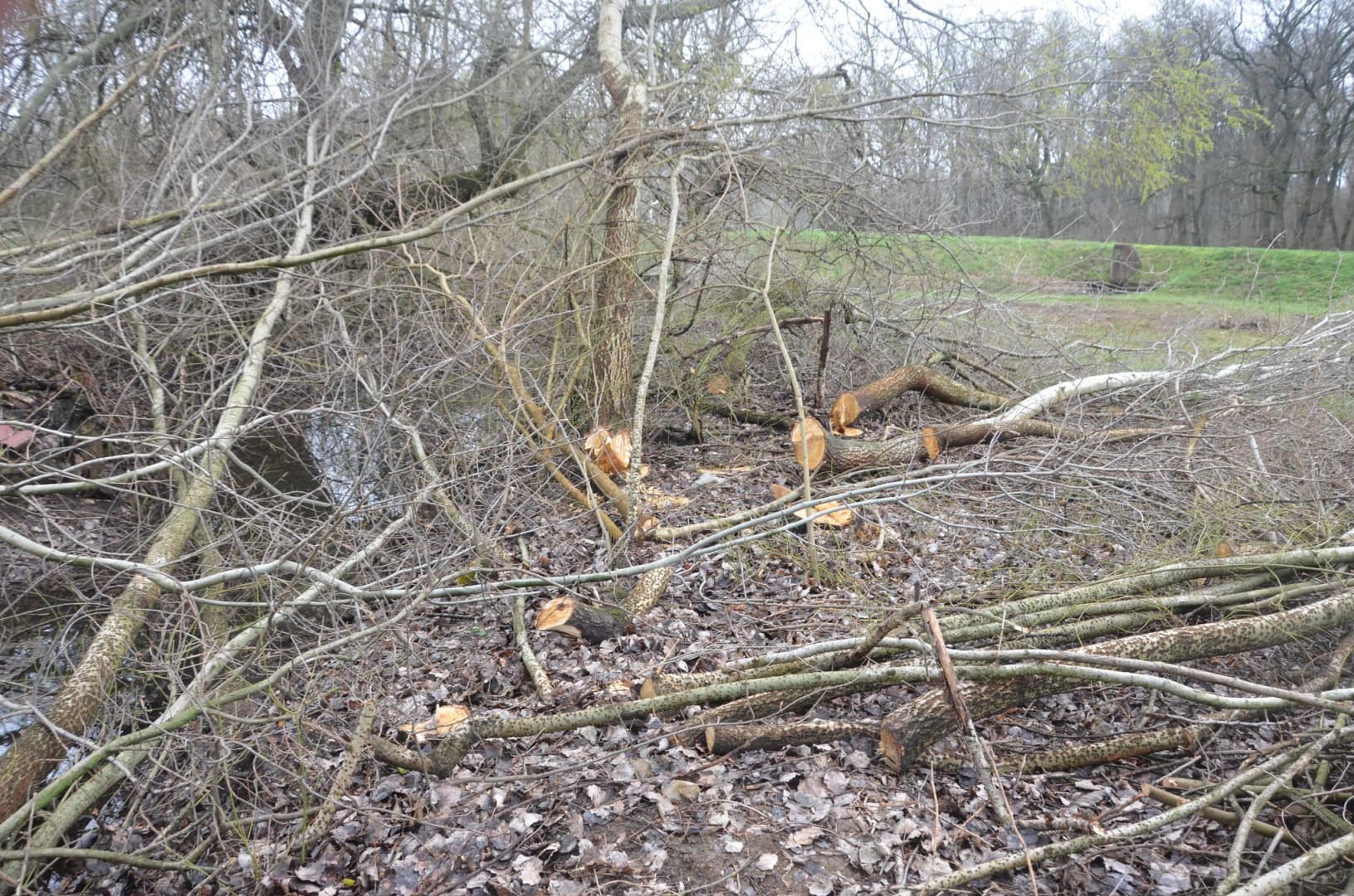 71 fát vágott ki egy férfi illegálisan a természetvédelmi területen
