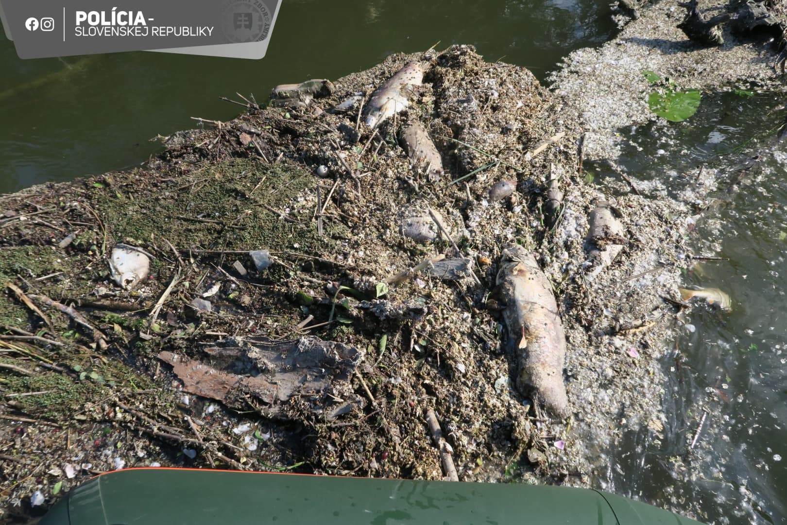 Tudtak a szennyezésről a Kis-Dunán, mégsem jelentették. Az eredmény: több ezer elpusztult hal és milliós károk (FOTÓK)