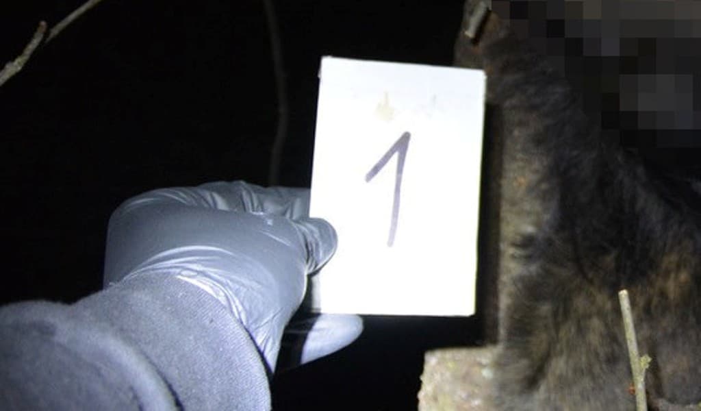 BRUTÁLIS: Óriási kínok közepette pusztult el egy kutya, gazdája felakasztotta egy fára – FOTÓK 18+