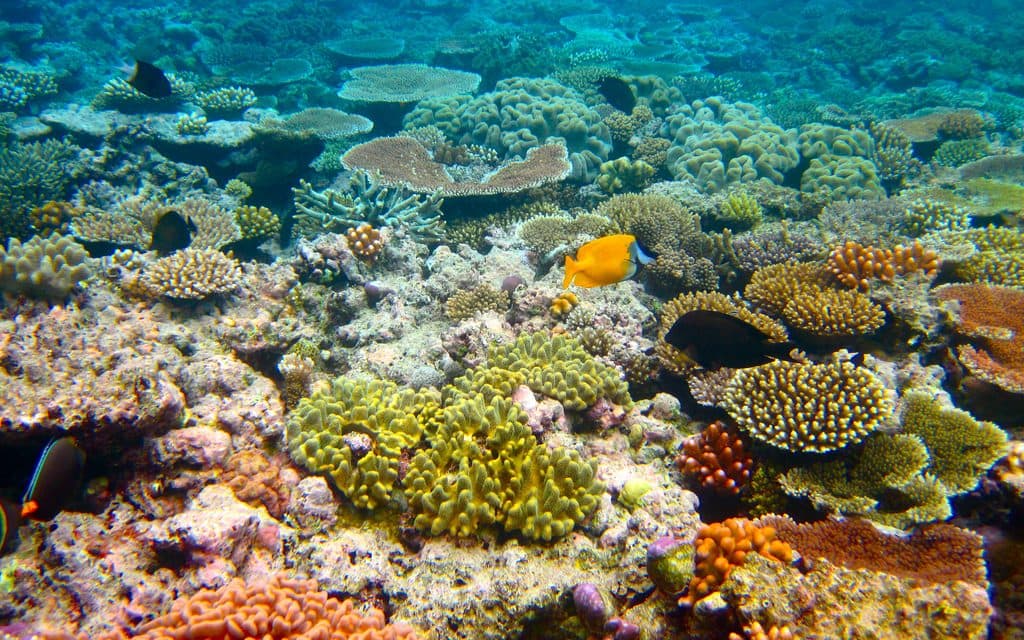 Nagy lépést tettek afelé, hogy sikerüljön regenerálni a korallzátonyokat