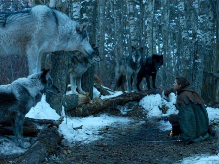 A Trónok harca óriásfarkasai csupán távoli rokonai a mai farkasoknak